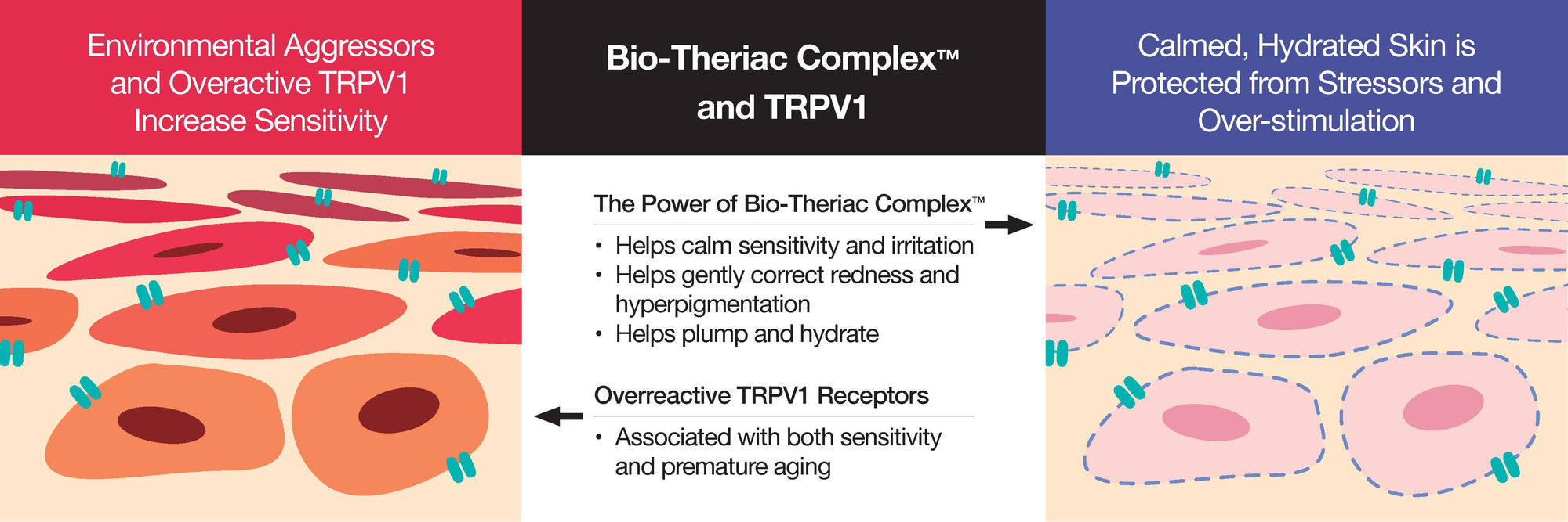 The effect of Bio-Theriac Complex on the skin. Bio-Theriac Complex helps calm sensitivity and irritation, gently correct redness and hyperpigmentation, and pump and hydrate skin. 