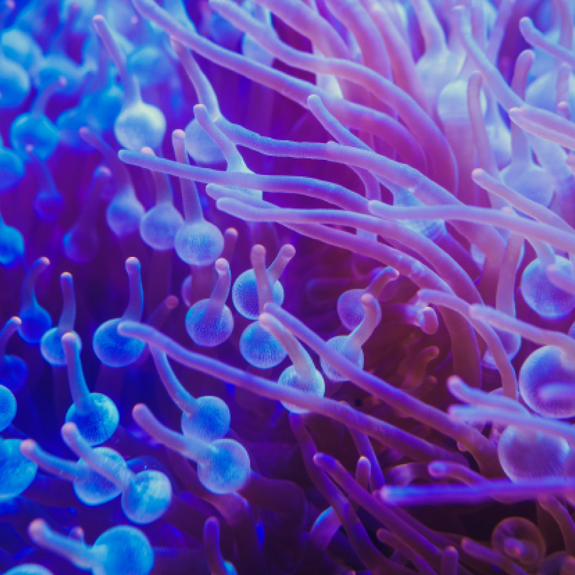 Sea Anemone. Closeup underwater photo of iridescent blue and purple sea anemone.  