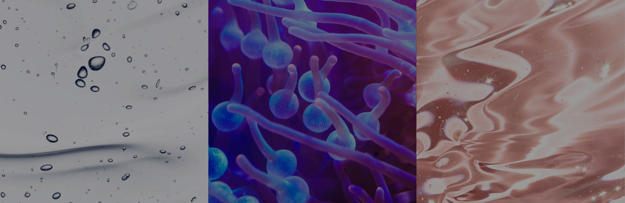 Triptych illustrating the ingredients of Bio-Theriac Complex. From left to right: clear liquid with bubbles, closeup of blue and purple sea anemone, and crystalline clear liquid on light pink background. 